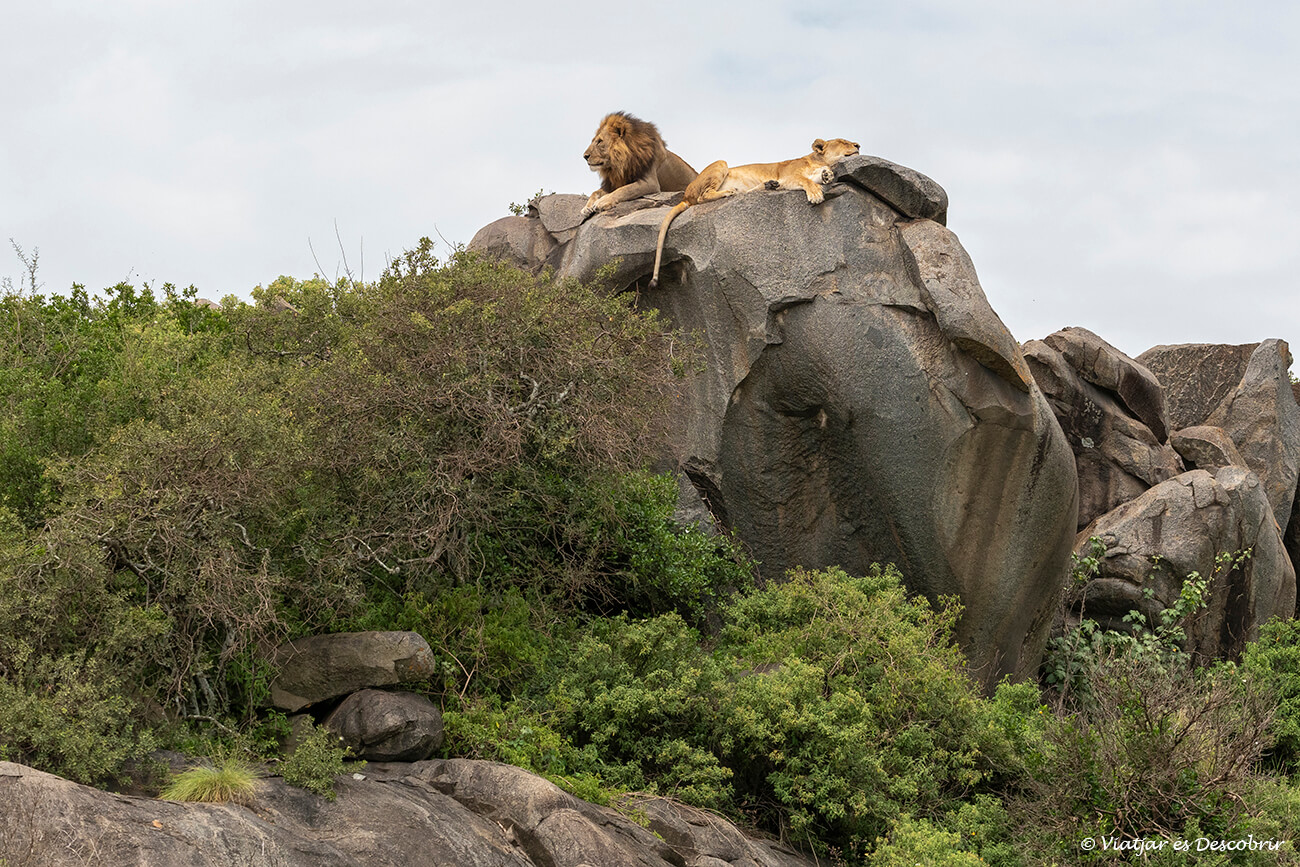 una pareja de leones sobre una roca en el Serengeti durante un safari de 5 días en Tanzania