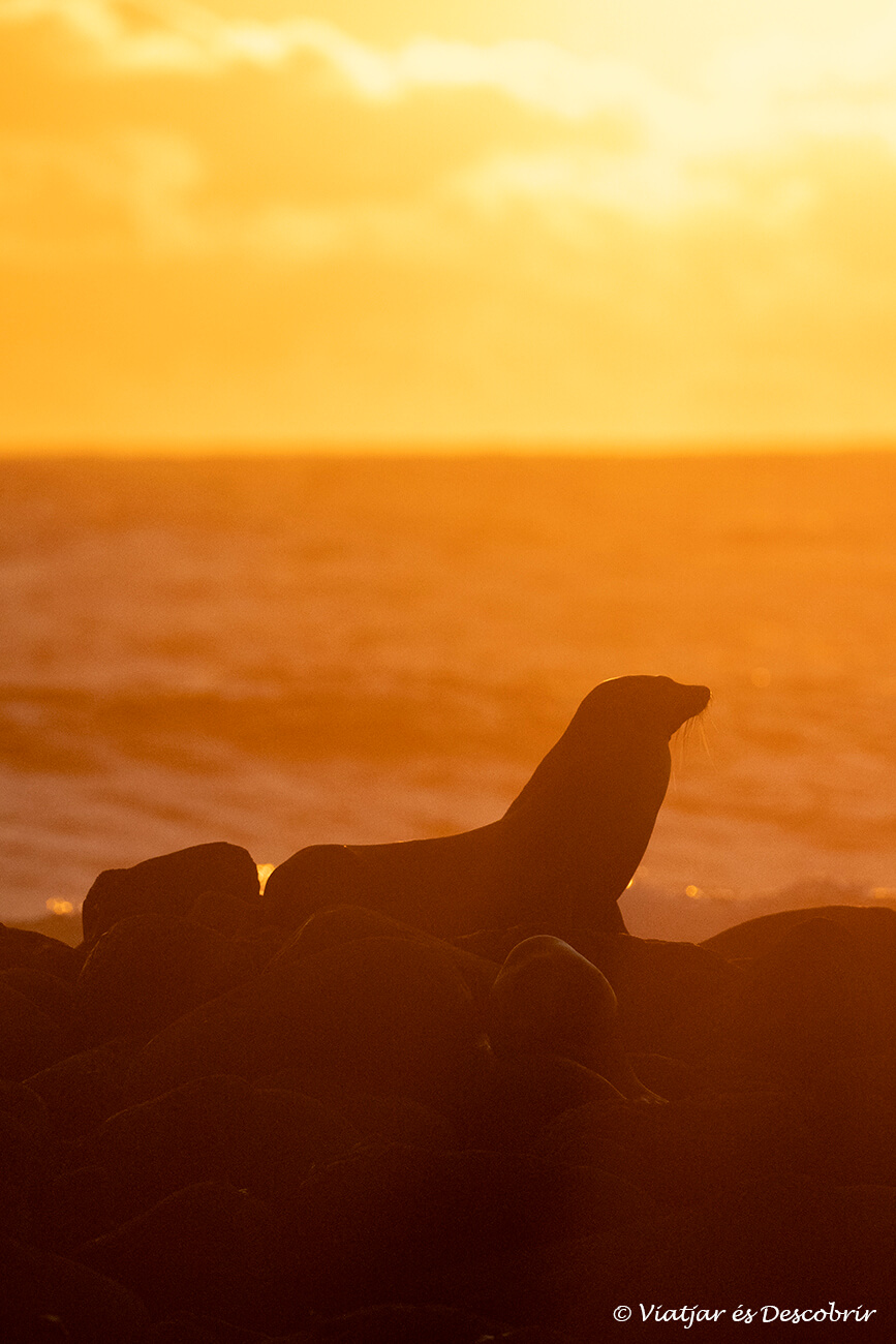 silueta de un león marino durante la puesta de sol en la isla san Cristóbal