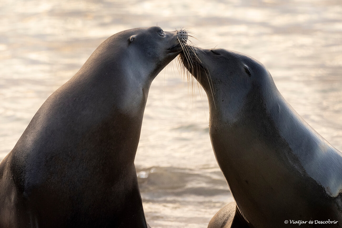 dos leones marinos interactuando junto a la playa