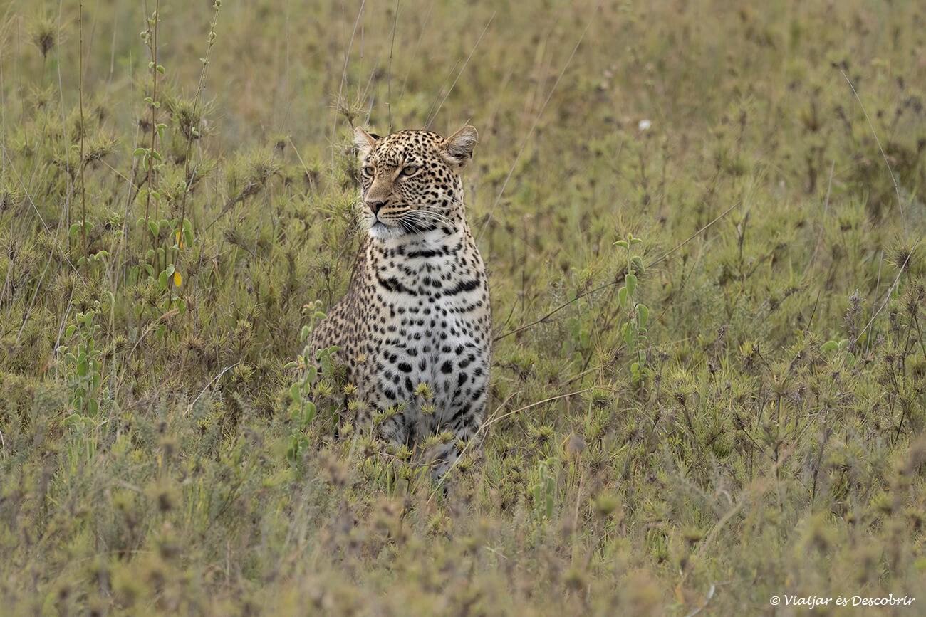 un safari de 5 días en Tanzania por la zona de Ndutu permite tener muchas opciones de ver leones, guepardos o leopardos como los de la foto