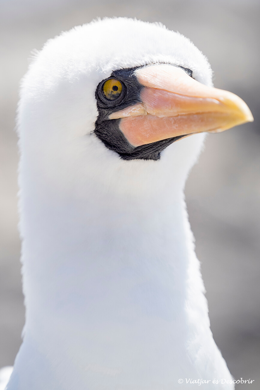 primer plano de uno de los pájaros que se pueden ver en la isla española en las Galápagos