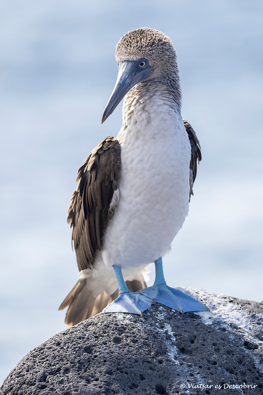 antes de viajar a las islas Galápagos es aconsejable informarse sobre los pájaros protagonistas en estas islas como el piquero patas azules