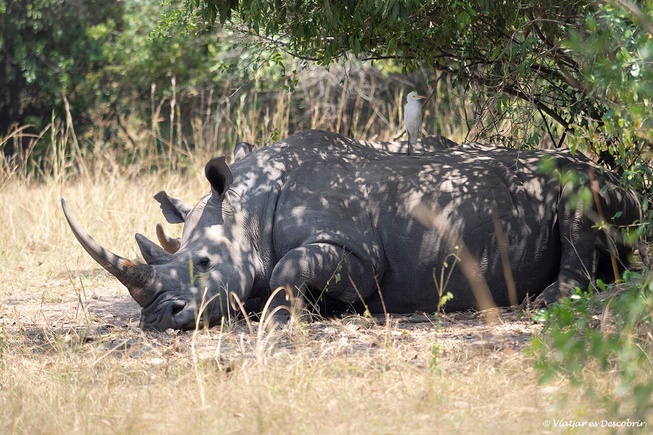 los únicos rinocerontes de uganda se encuentran en el santuari de ziwa