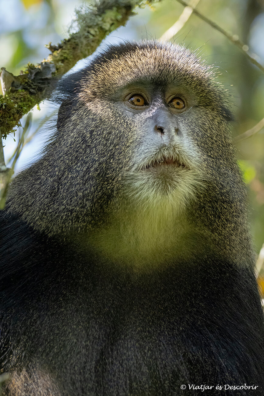 mono dorado endémico en los bosques del sur de Uganda en la frontera con Ruanda