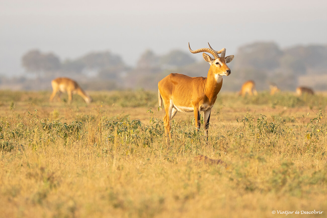 sabana del norte de Uganda