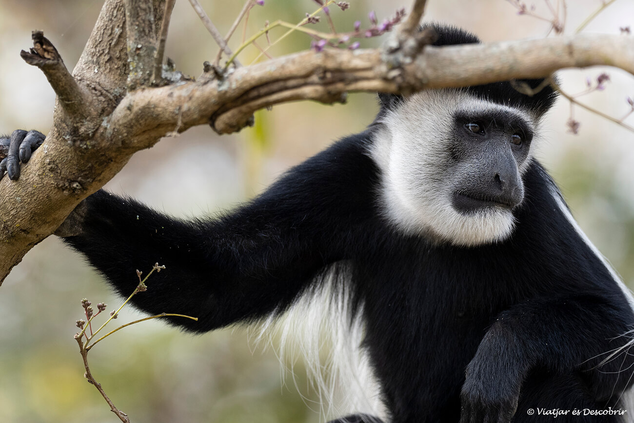 una de las diferentes especies de primates que pueden verse en las selvas de Uganda