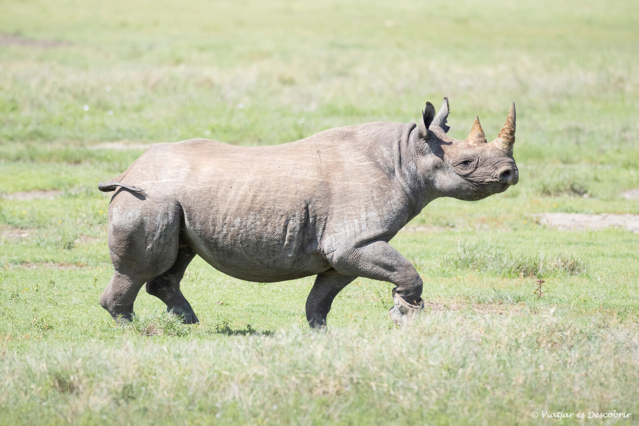 rinoceronte negro en el cráter del ngorongoro