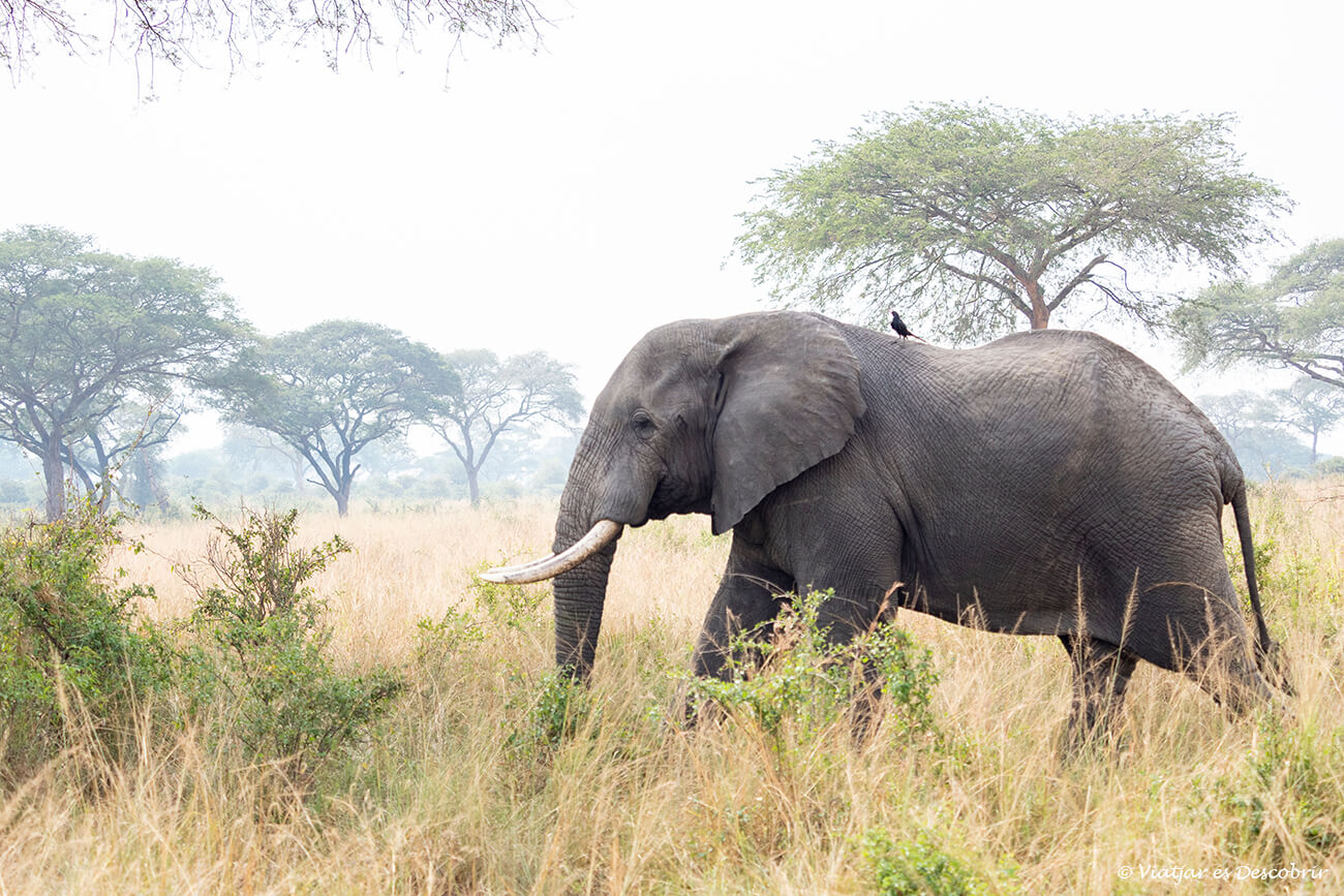 elefante en el parque nacional murchison fallos una de las paradas típicas y donde es necesario considerar el coste de entrada al parque nacional y las navegaciones durante la preparación del presupuesto del viaje a Uganda