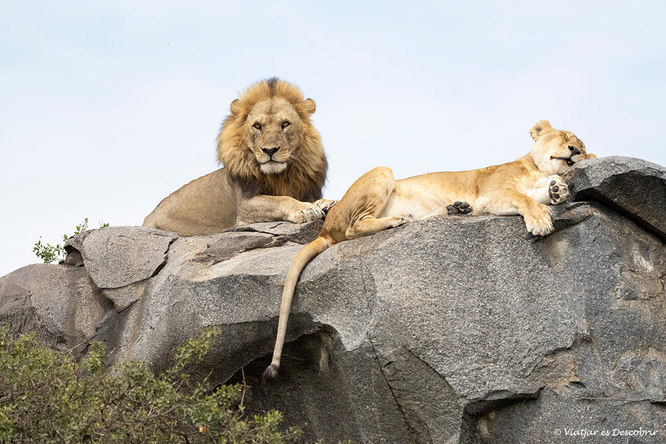 una pareja de leones en un kopje típico del paisaje del serengeti