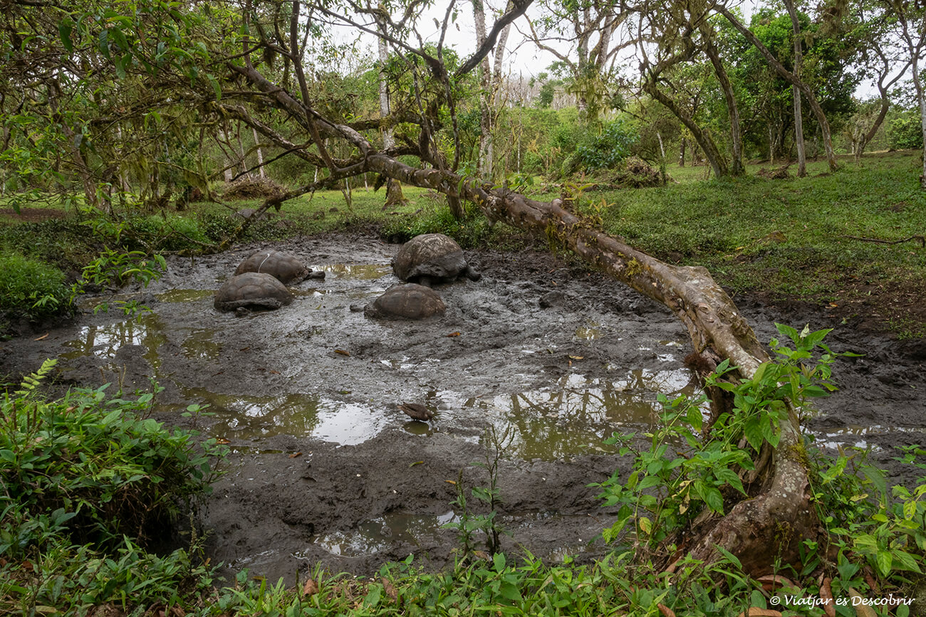 grupo de tortugas terrestres de las islas Galápagos descansando en una balsa de barro