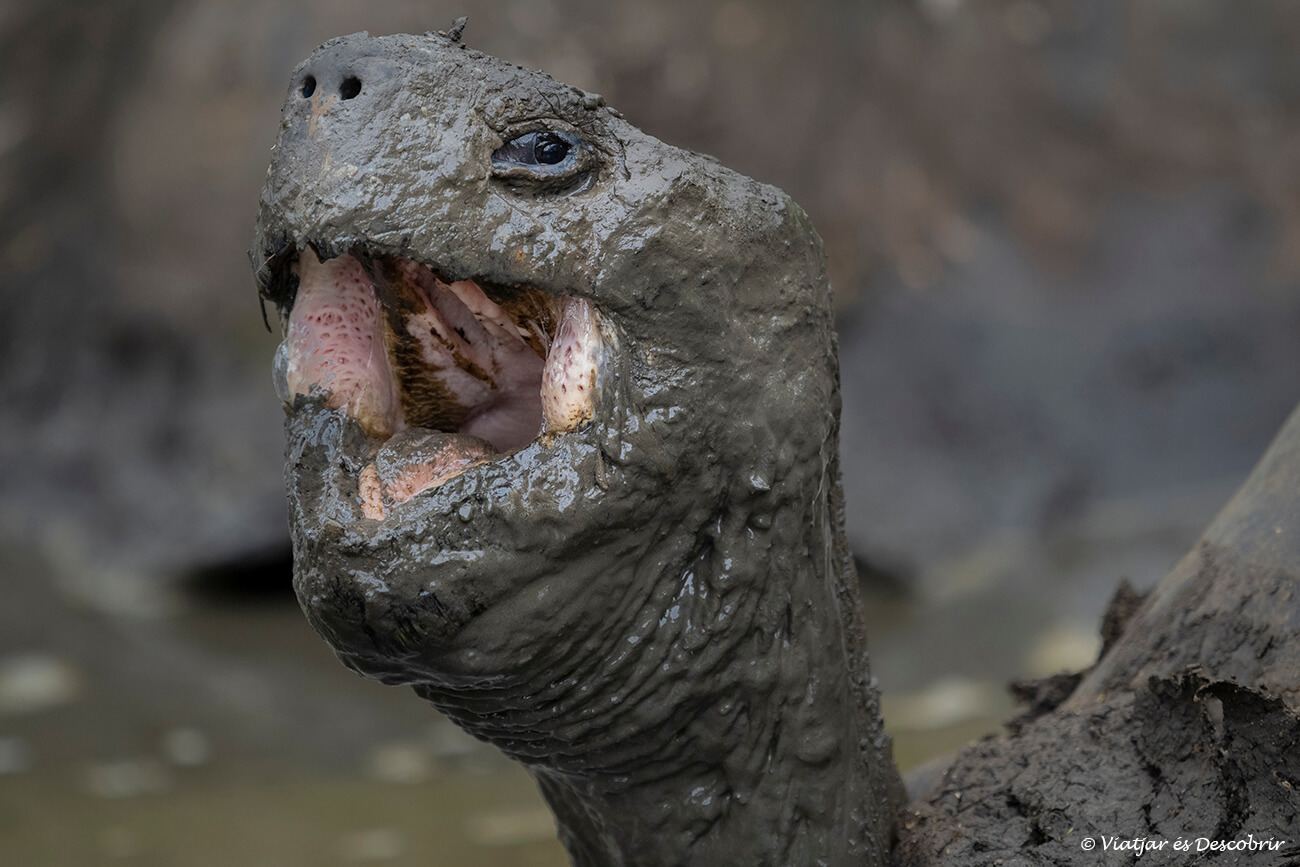tortuga de tierra con la cara llena de barro