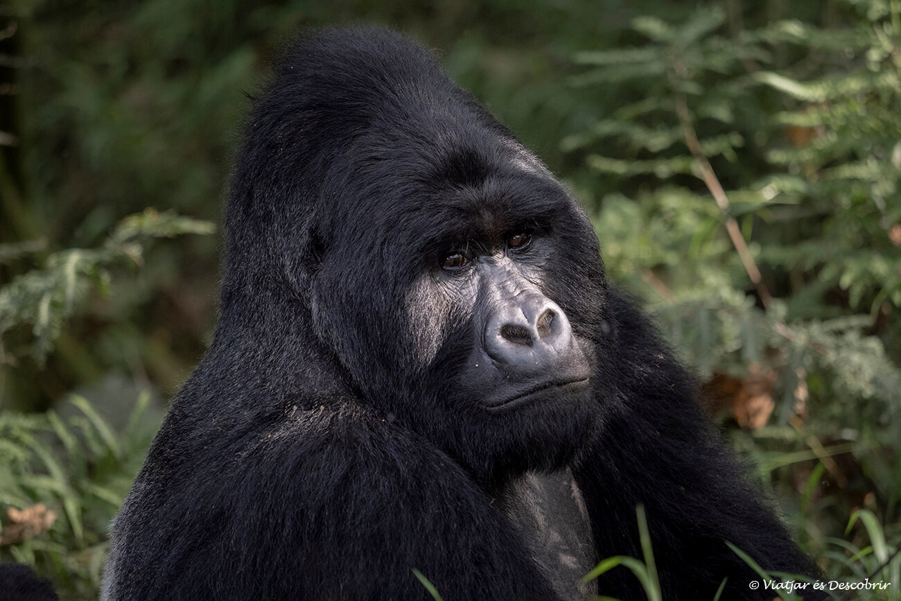 primer plano de un gorila de montaña en Uganda