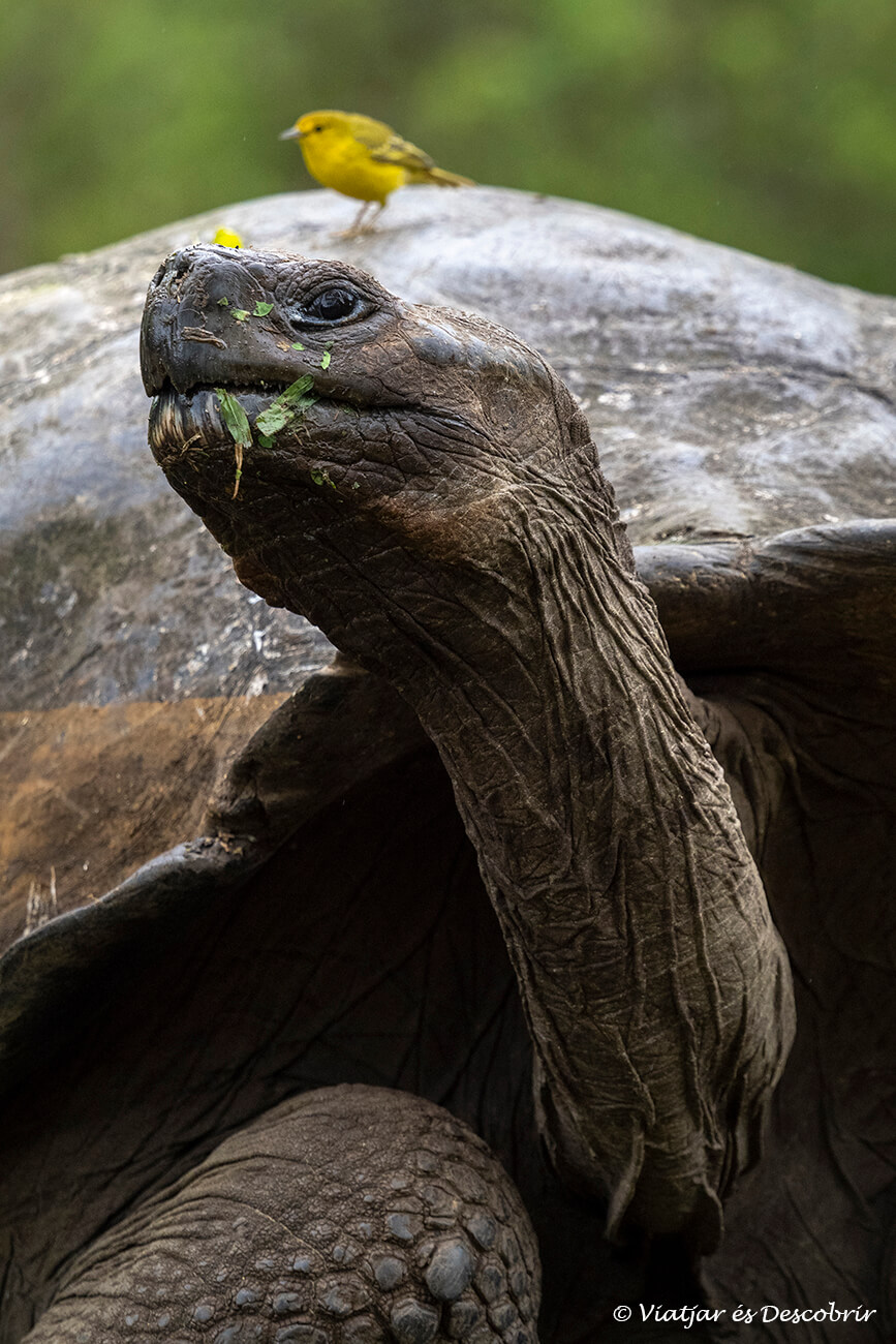 primer plano de una tortuga terrestre hecha al viajar a las islas Galápagos