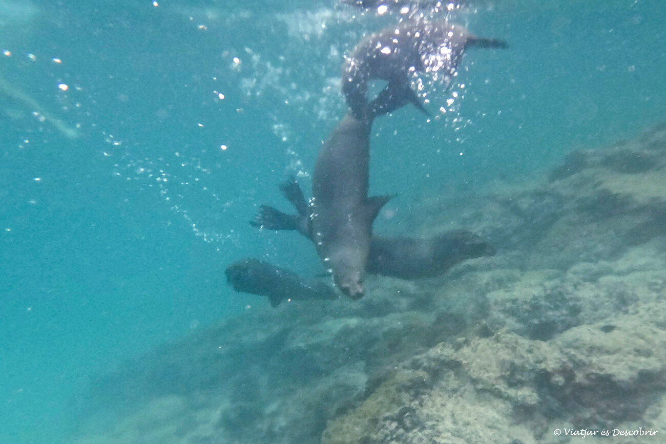cuatro lobos marinos durante una actividad de snorkel y uno de los momentos más interesantes que se pueden vivir al viajar a las Galápagos