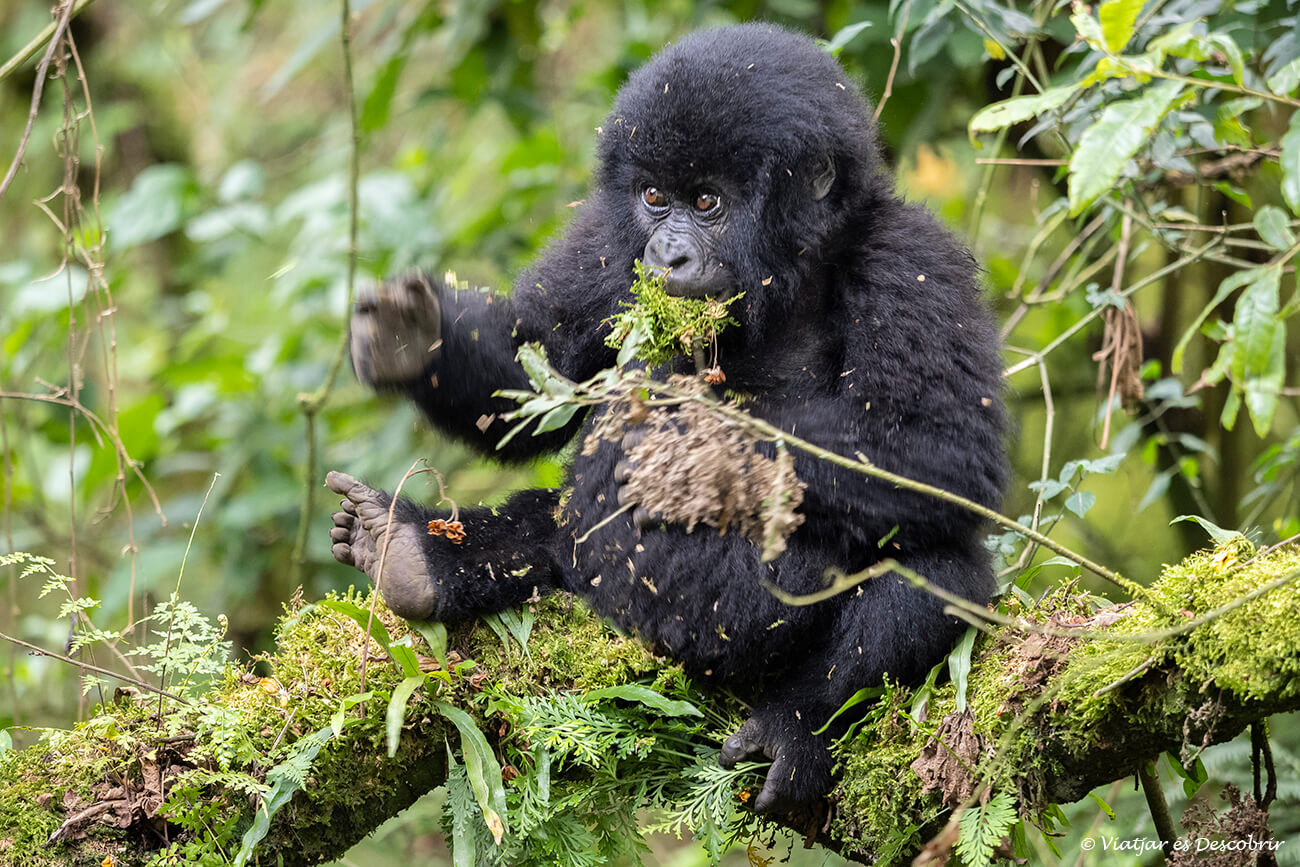 cuando se calcula el presupuesto de un viaje a uganda el coste del trekking para ver gorilas es siempre el más elevado pero poder ver a una familia de estos primates durante una hora es una experiencia inolvidable