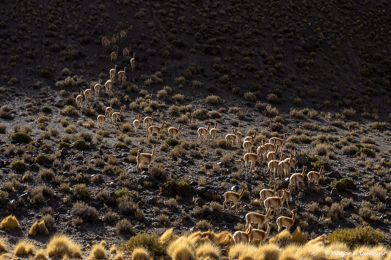 que hacer catamarca en 3 o 7 días y poder ver vicuñas