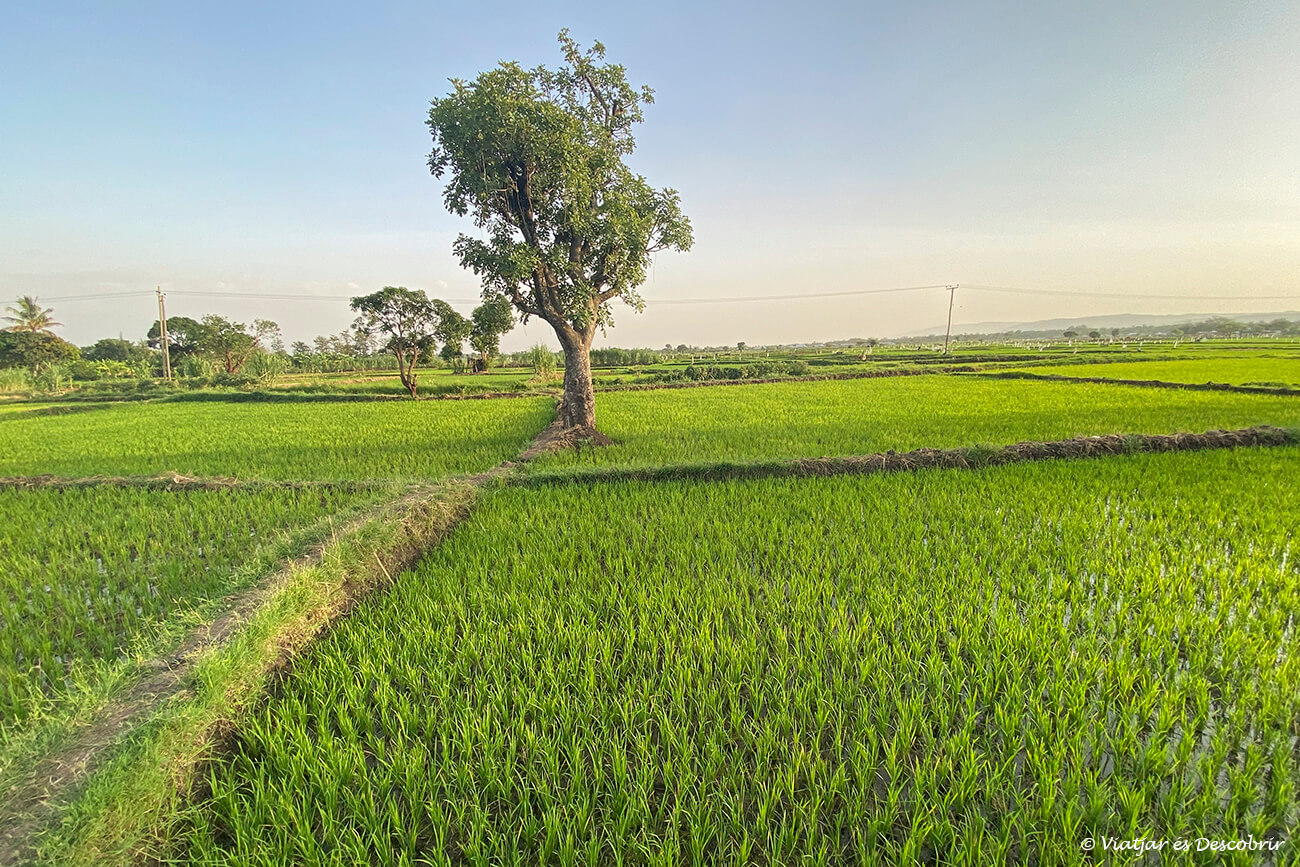 campos de arroz alrededor de Mto wa Mbu que es una de las localidades que ver en Tanzania más interesantes