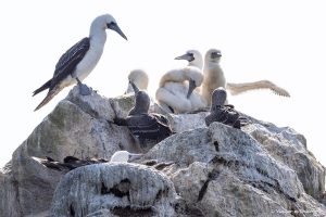 Lee más sobre el artículo Cómo llegar a las islas Ballestas: tours, precios y consejos