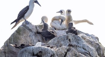 Cómo llegar a las islas Ballestas: tours, precios y consejos