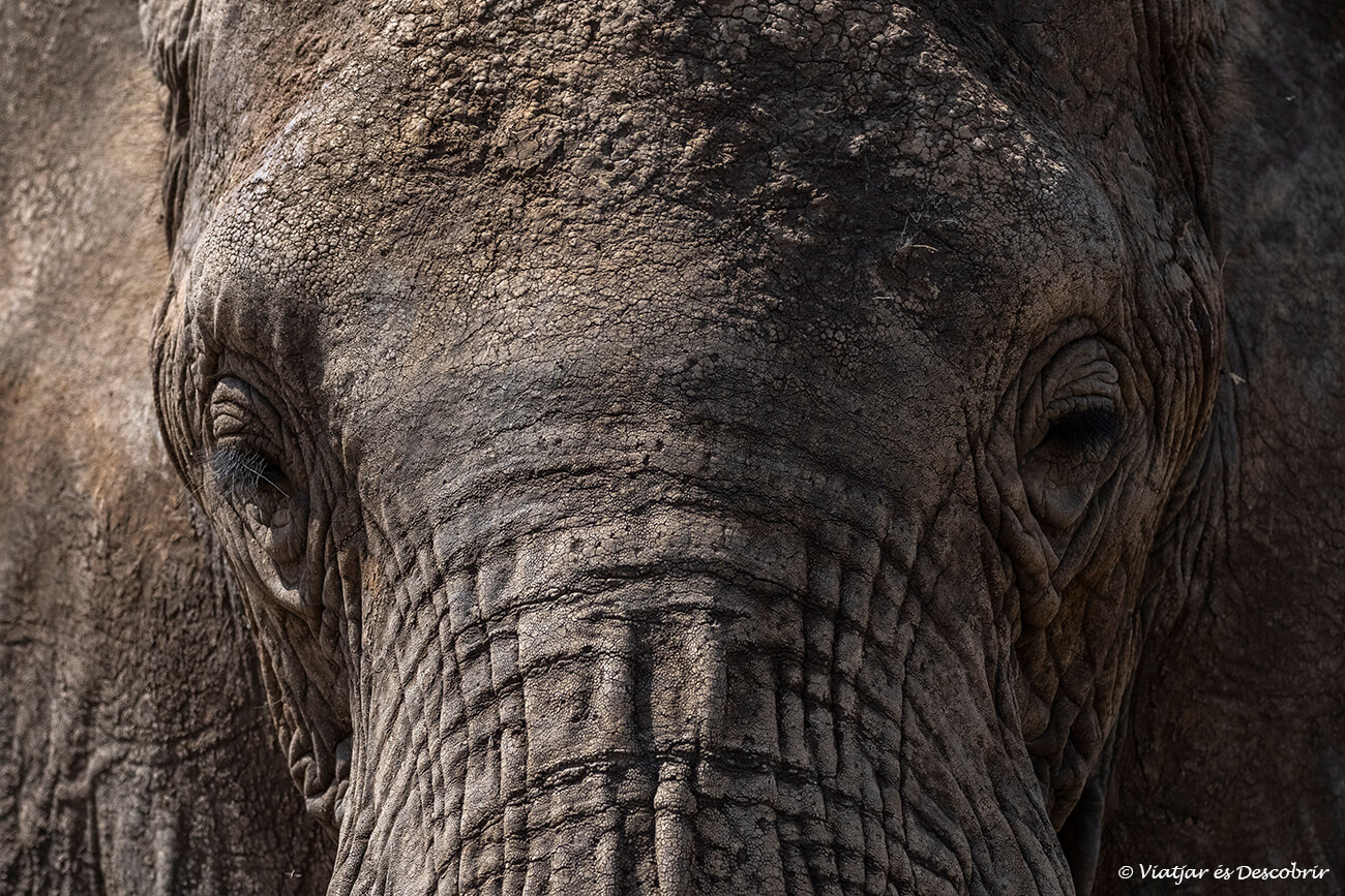 primer plano de un elefante salvaje durante un safari en el parque nacional tarangire