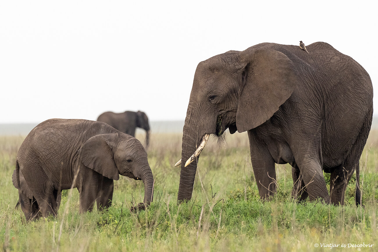 qué ver en Tanzania: la experiencia de hacer un safari para poder ver fauna como los elefantes de la fotografía es uno de los imprescindibles del país