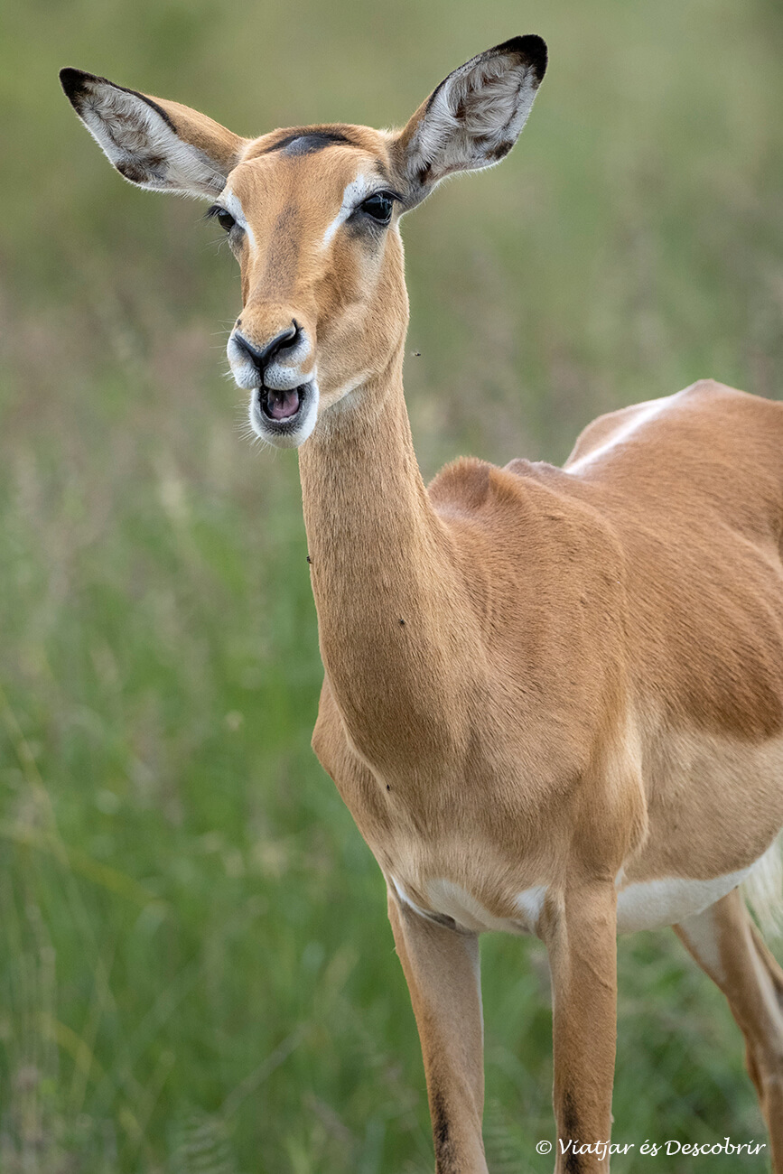 los impalas se pueden ver frecuentemente en los parques nacionales del sur de Tanzania como el Parque Nacional Mikumi