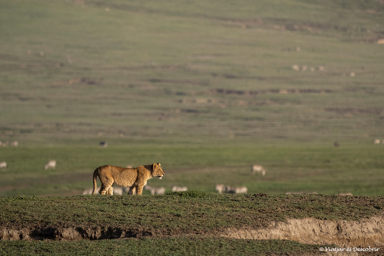 león joven iluminado por la luz del amanecer en el interior del cráter del ngorongoro que es uno de los lugares que ver en Tanzania más espectaculares donde hacer un safari
