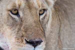Lee más sobre el artículo Qué ver en Tanzania: 18 imprescindibles durante un viaje