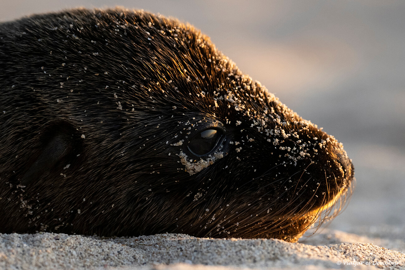 la mejor época para viajar a las islas Galápagos para ver crías de leones marinos es de agosto a noviembre
