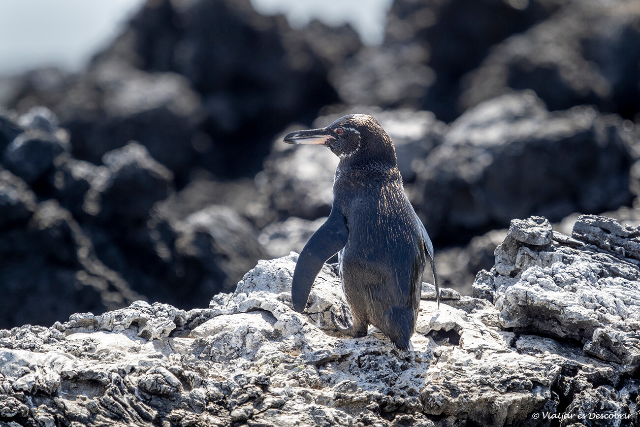 los pingüinos de las galápagos son uno de los otros protagonistas por los que vale tener claro cuál es la mejor época para viajar a estas islas