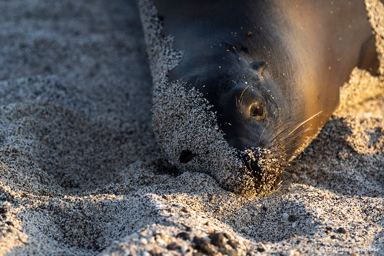 un león marino en una playa durante la puesta de sol, estos fascinantes animales pueden verse durante todos los meses del año en las Galápagos
