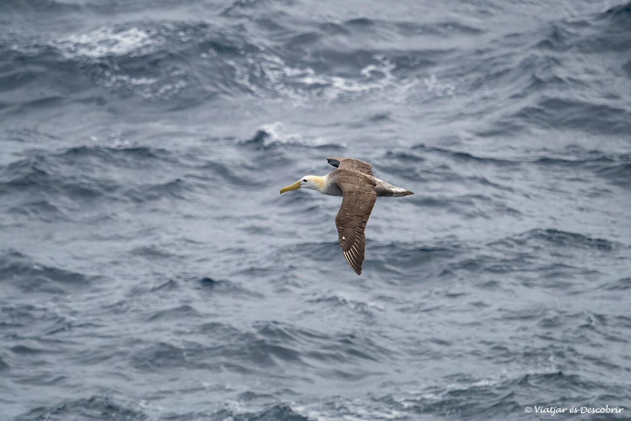 un albatros volando cerca de la isla española, esta ave es una de las pocos migratorias de las islas Galápagos