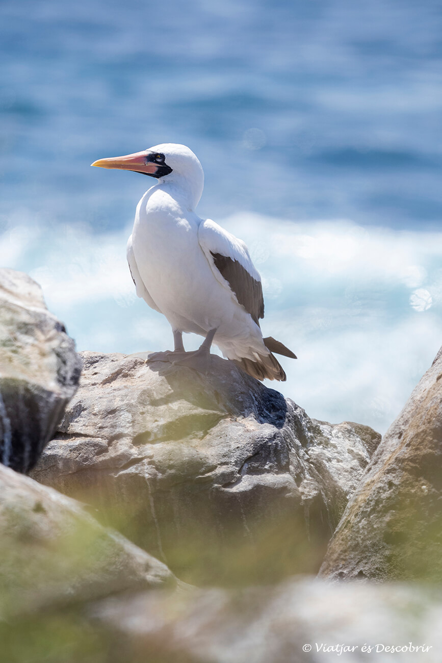 piquero de nazca descansando en las rocas de la isla española una isla que sobre todo vale la pena visitar de julio a septiembre para ver albatros