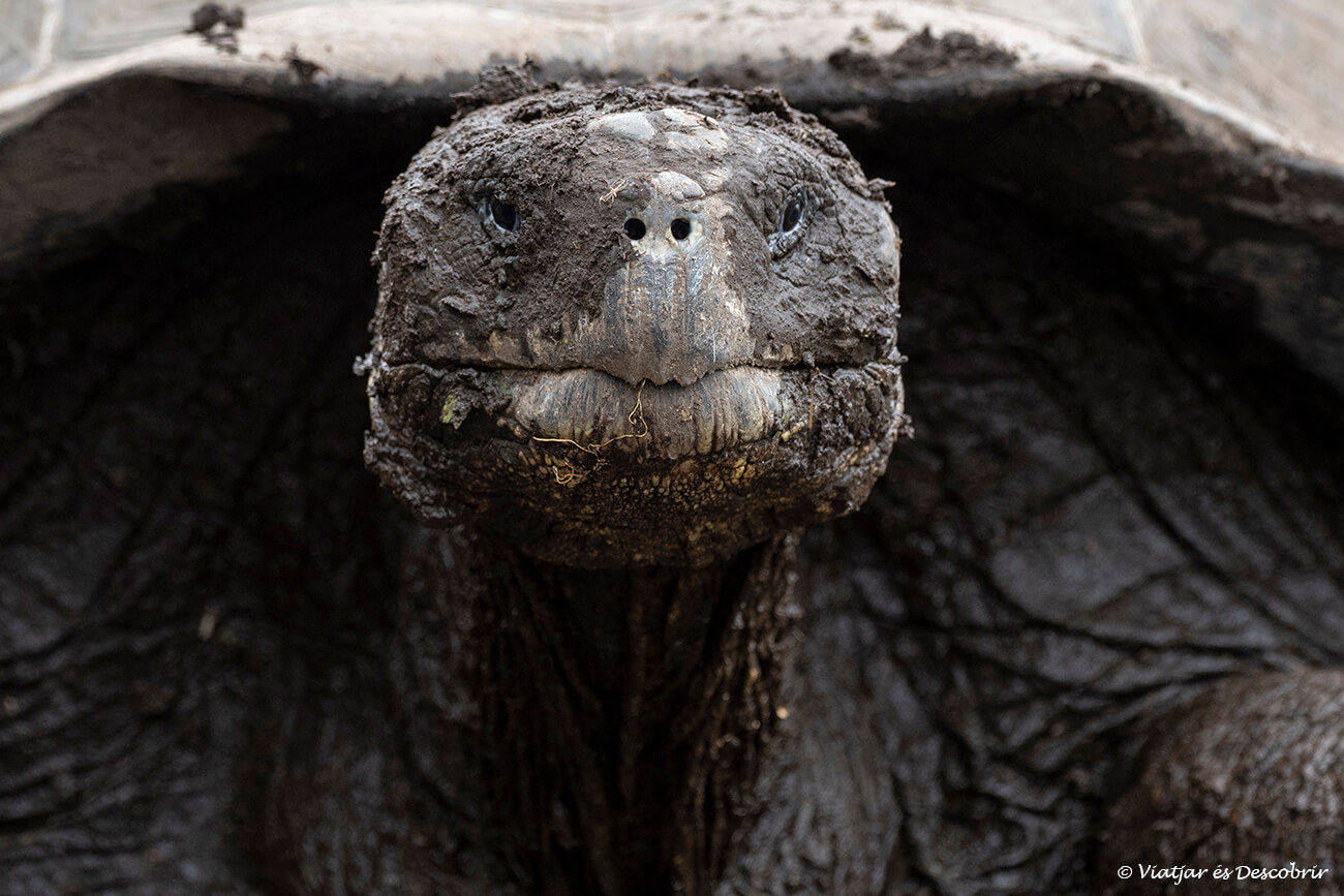 primer plano de una tortuga de tierra de las islas galápagos