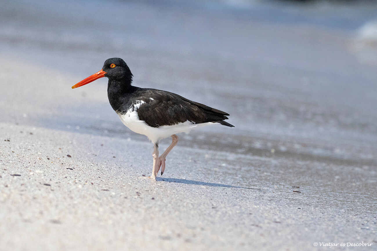 no hay ningún mes que no sea un buen momento para viajar a las islas galápagos puesto que siempre hay fauna