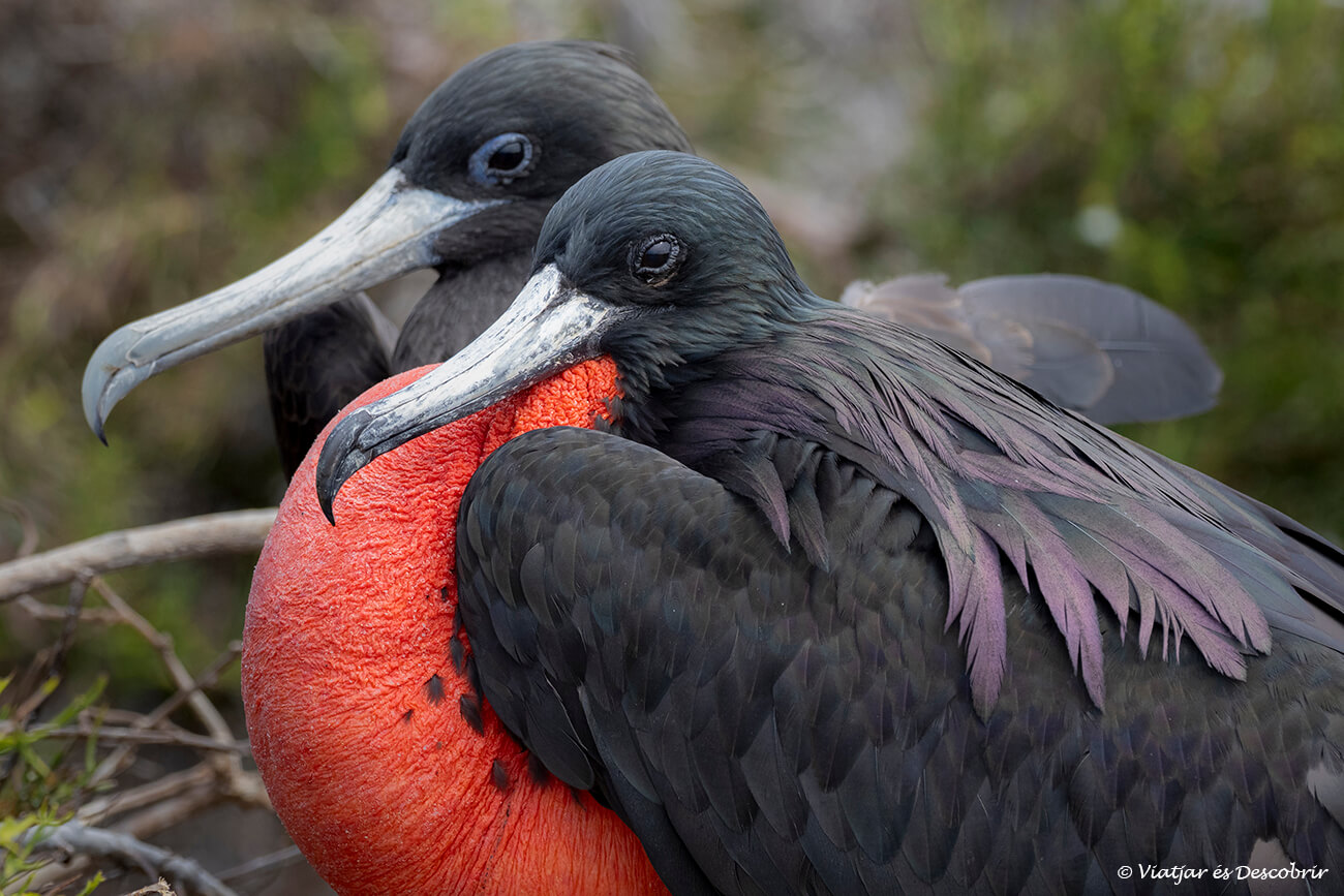 una pareja de fragatas en la isla Seymour Norte