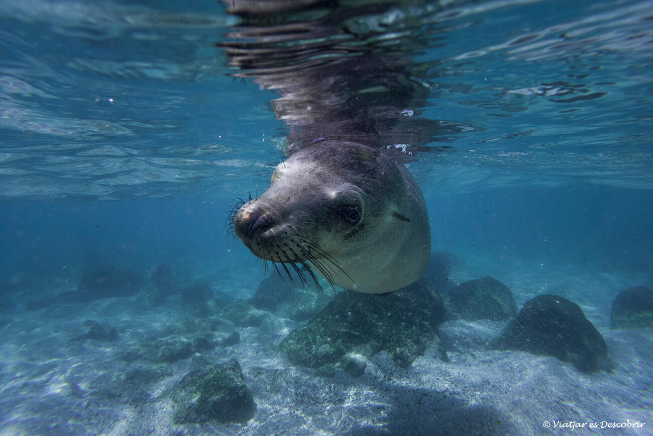 la mejor época para viajar a las islas galápagos para nadar con leones marinos es de enero a abril porque la temperatura del agua es más cálida