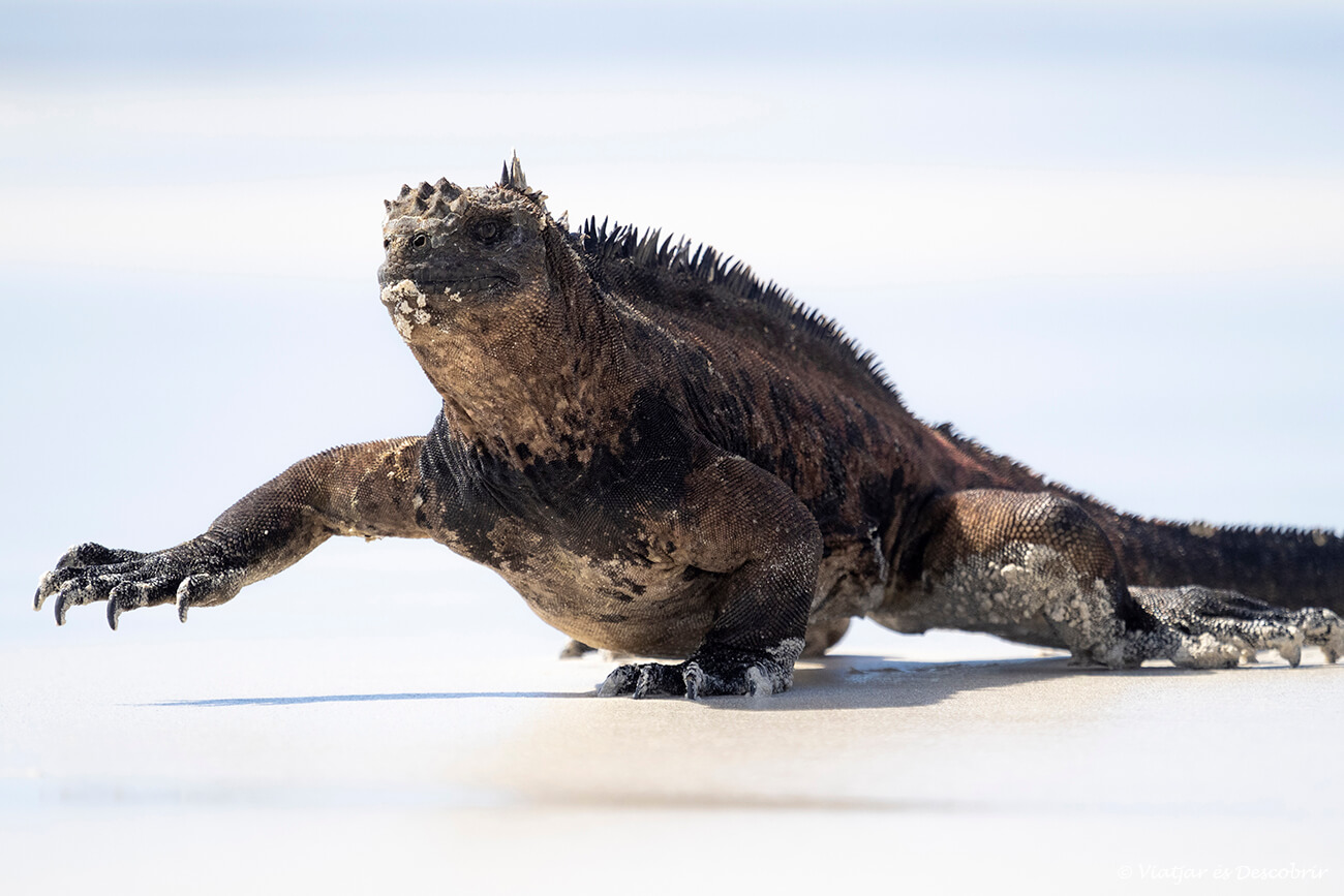 iguana marina en Tortuga Bay después de haber salido del agua