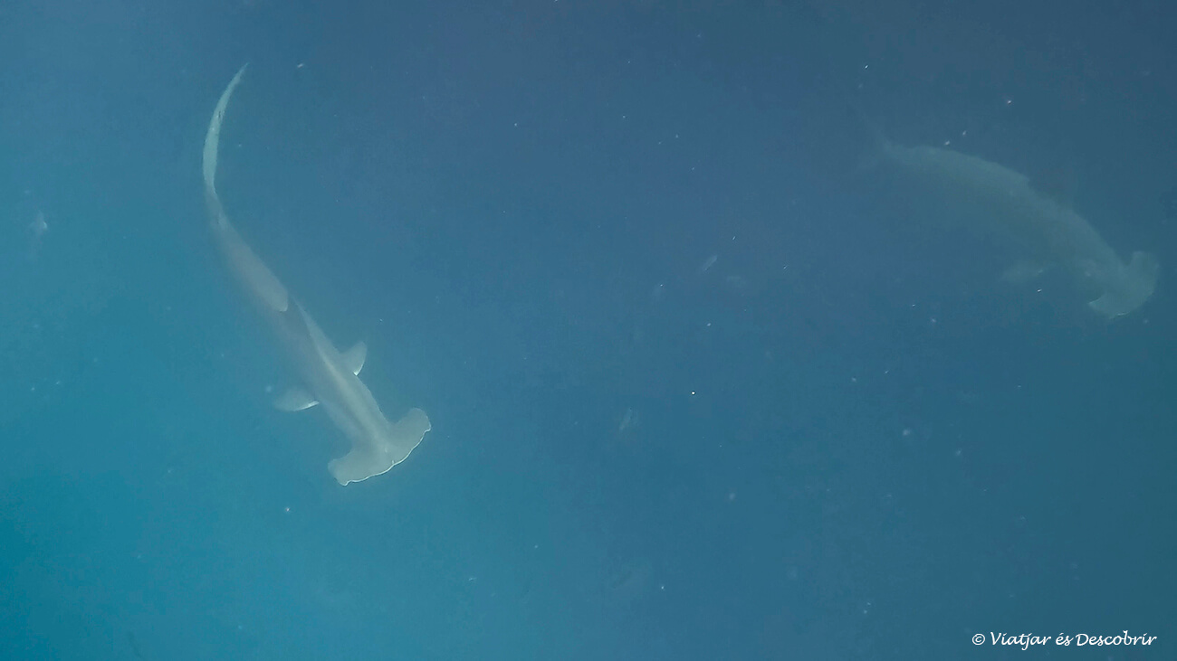la mejor época para viajar a las islas galápagos y ver tiburones martillo es durante la estación seca gracias a que existe mejor visibilidad