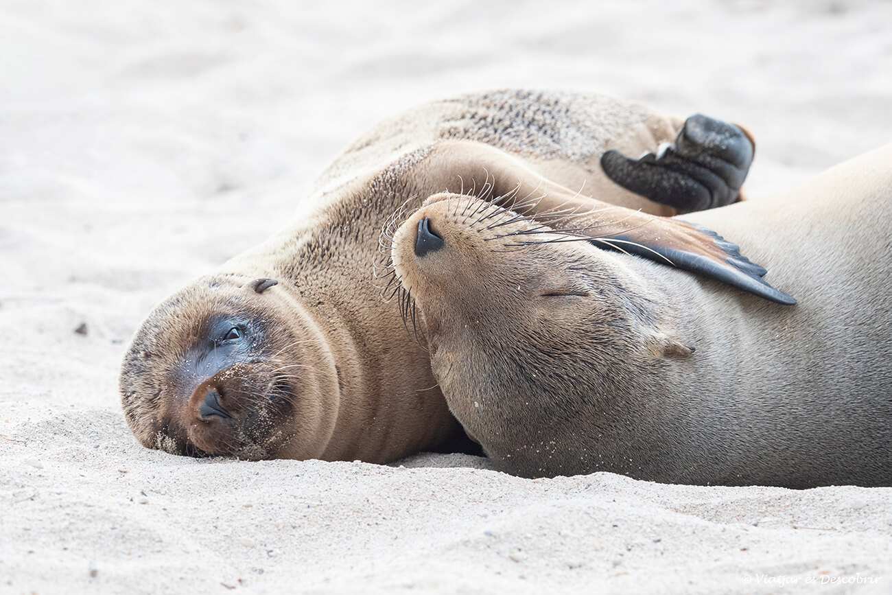 una cría de león marino durmiendo con su madre en una playa de la isla san Cristóbal