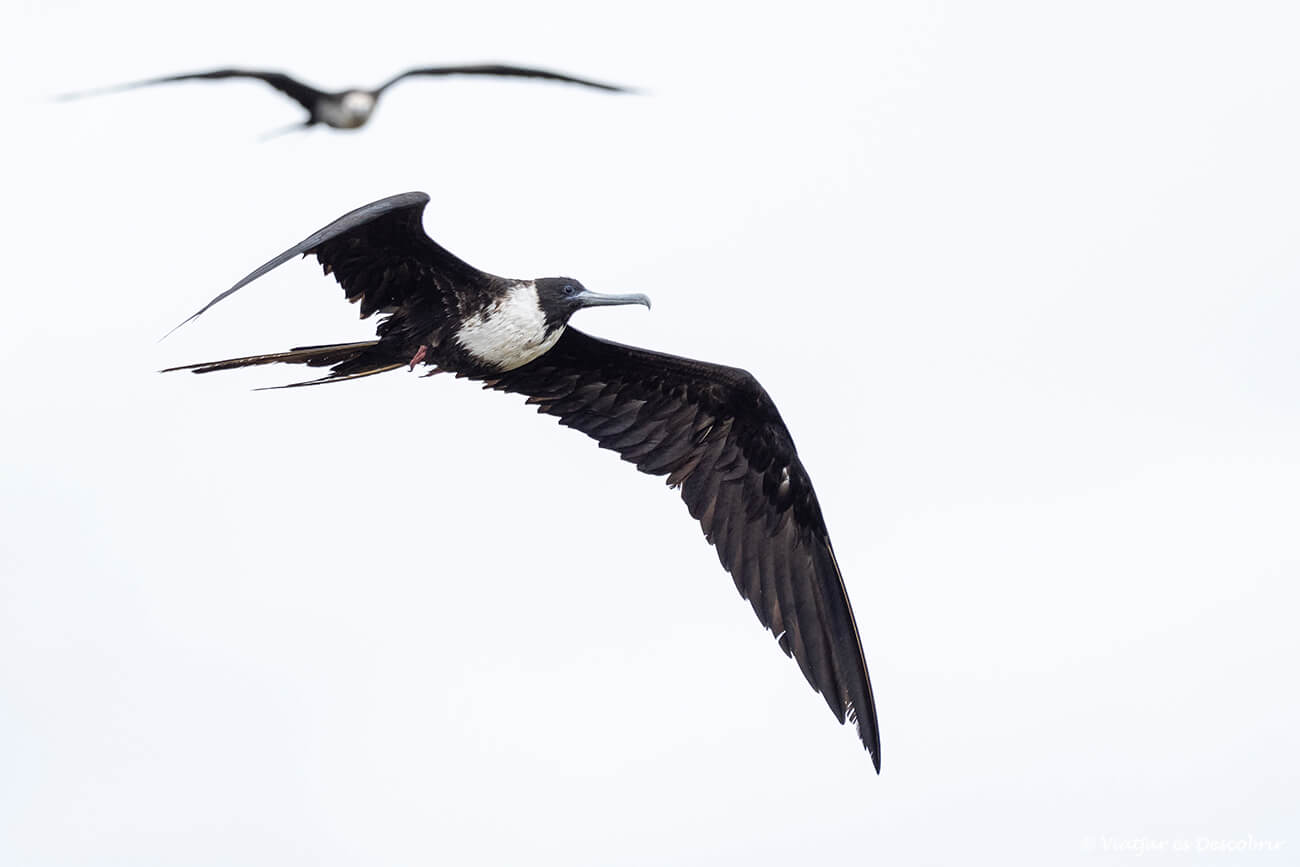 fragatas en las islas galápagos
