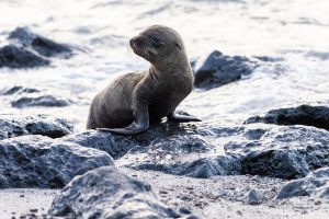 Lee más sobre el artículo ¿Cuál es la mejor época para viajar a las Islas Galápagos?