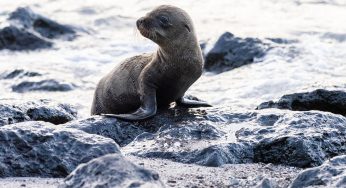 ¿Cuál es la mejor época para viajar a las Islas Galápagos?