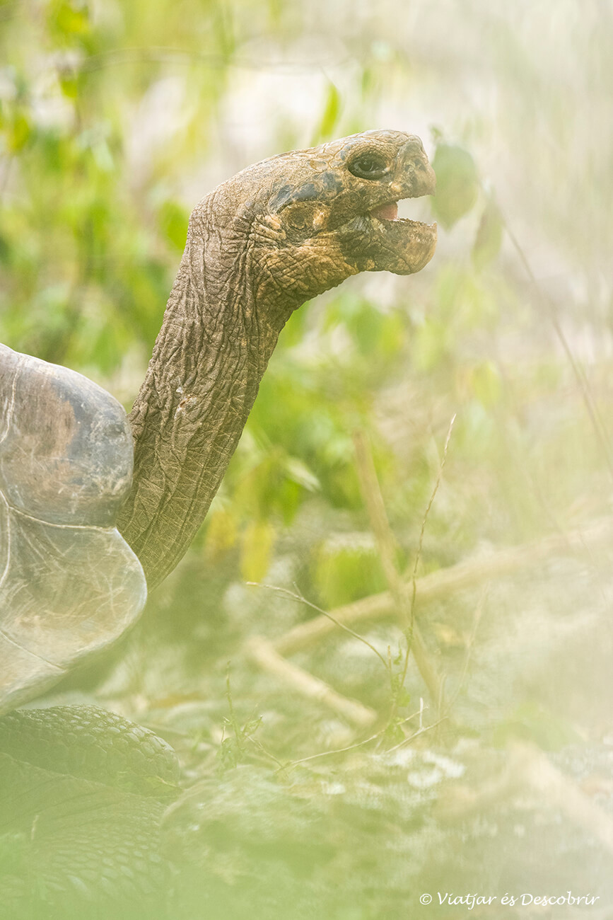 las tortugas gigantes de las galápagos pueden verse durante todo el año