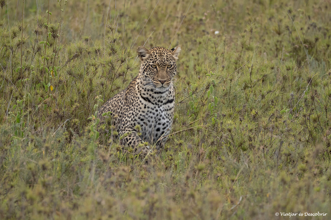 leopardo camuflado entre la hierba de la sabana en Tanzania
