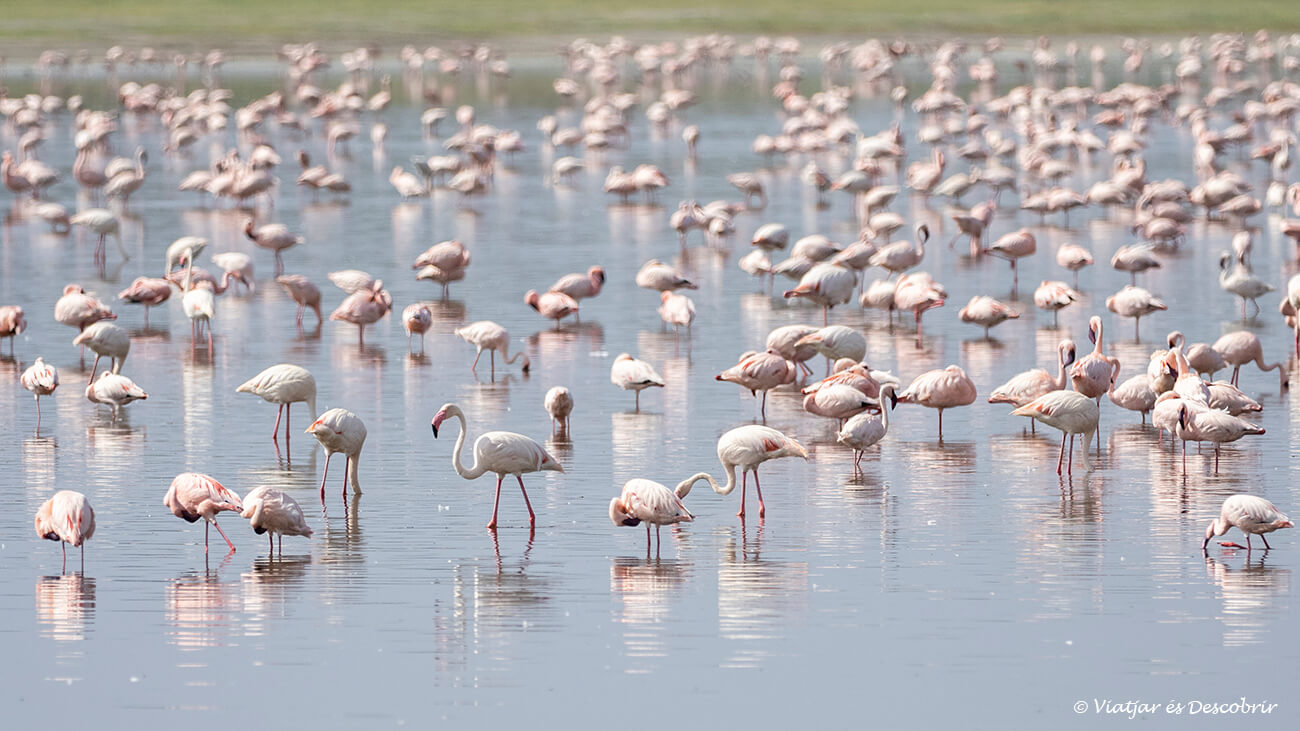 un gran grupo de flamencos en el lago Ndutu en el sur del Serengeti en Tanzania
