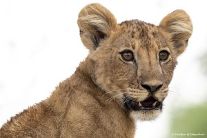 Lee más sobre el artículo Cómo reservar un safari en Tanzania en español
