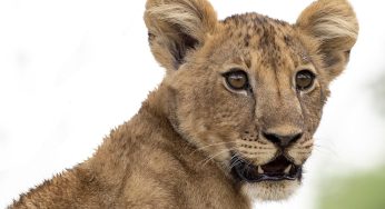 Safari Tanzania en español: Cómo reservarlo fácilmente