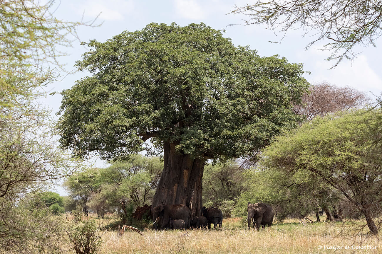los elefantes y baobabs son los protagonistas de esta fotografía y el Parque Nacional Tarangire y un imprescindible que ver en Tanzania