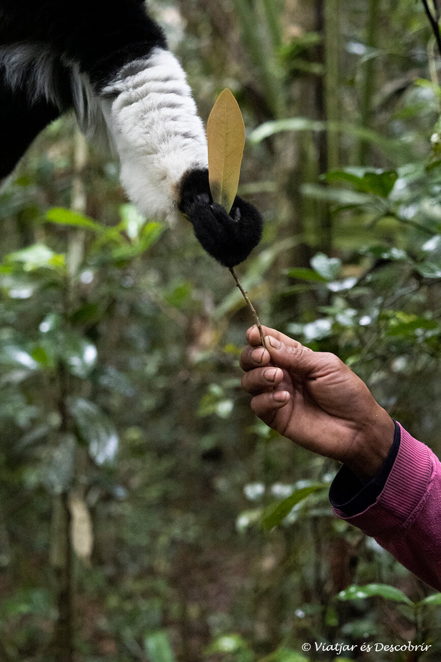 conexión entre un indri indri salvaje y un guía local